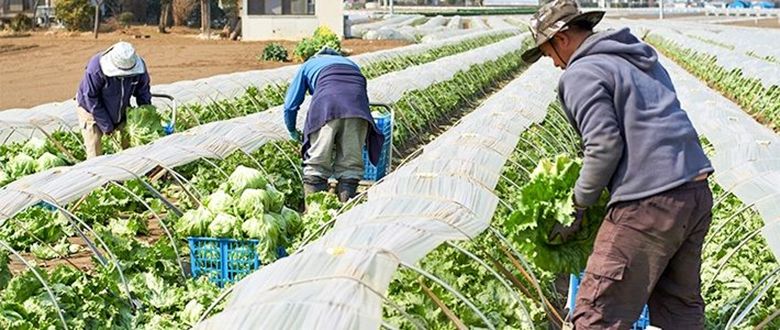 TOP 5+ đơn hàng đi Nhật cho nam lương cao nhất 2023