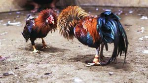 Đá Gà Là Gì? Giải Mã Sức Hút Ngàn Năm Của "Trò Chơi Quý Ông"