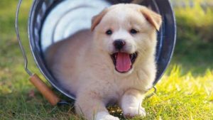 Mơ thấy chó là điềm báo gì? Đánh số mấy cho phù hợp?