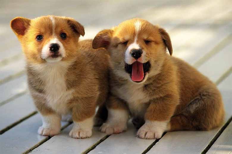 Mơ thấy chó là điềm báo gì? Đánh số mấy cho phù hợp?