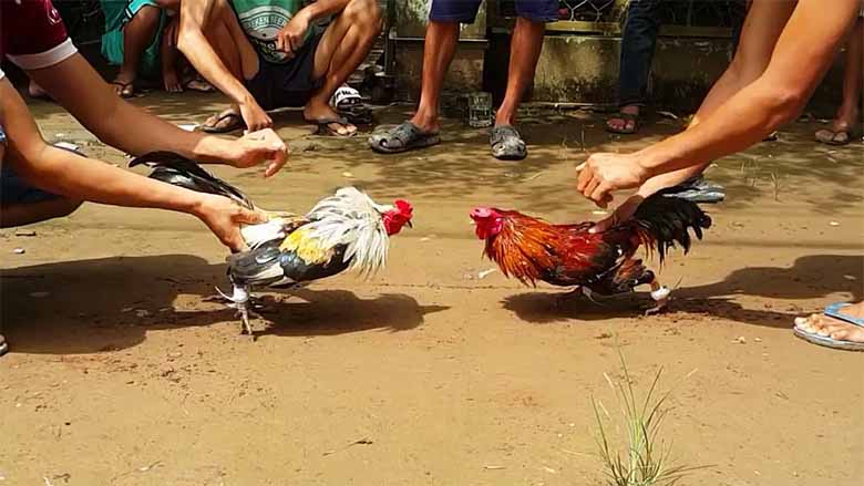 Tìm hiểu đá gà là gì? Luật chơi và các loại hình phổ biến 
